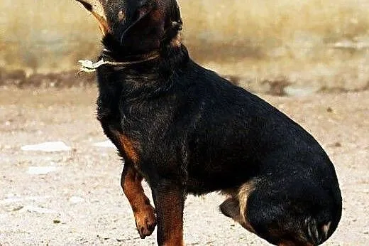 MATIZ najwierniejszy przyjaciel człowieka! bardzo 