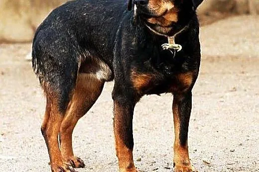 MATIZ najwierniejszy przyjaciel człowieka! bardzo 