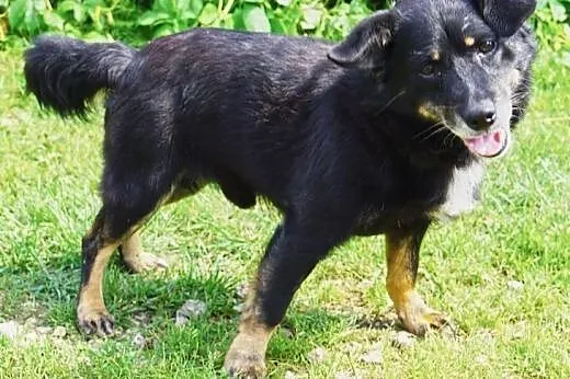 Pies-Arnold,  śląskie Częstochowa, Częstochowa