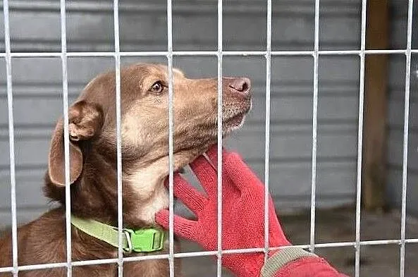 WIKTOR, 2 letni psiak,przyjacielski,grzeczny,bardzo łagodny,tulaśny.Adopcja, Śląskie, Katowice