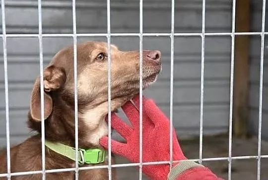 WIKTOR, 2 letni psiak,przyjacielski,grzeczny,bardzo łagodny,tulaśny.Adopcja, Śląskie, Katowice