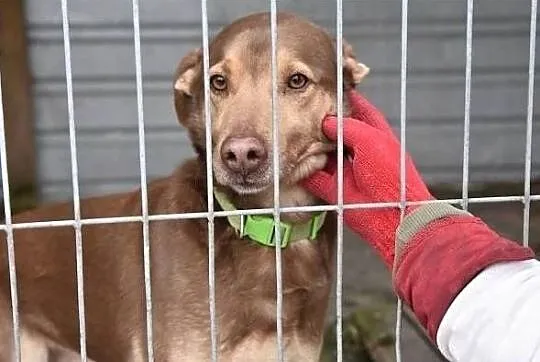 WIKTOR, 2 letni psiak,przyjacielski,grzeczny,bardzo łagodny,tulaśny.Adopcja, Śląskie, Katowice