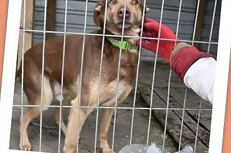 WIKTOR, 2 letni psiak,przyjacielski,grzeczny,bardzo łagodny,tulaśny.Adopcja, Śląskie, Katowice