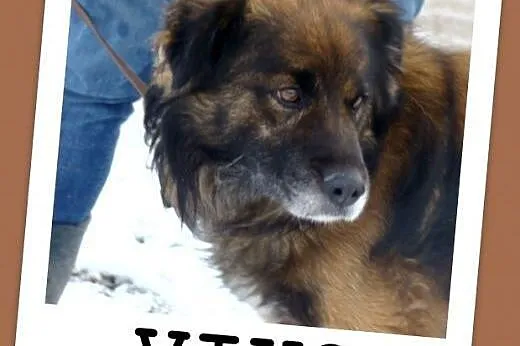 Pasterski długowłosy pies VIKO, przyjazny,łagodny,