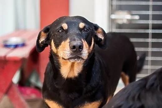 Molly - skrzywdzona sunia szuka kochającego domku,  łódzkie Łódź
