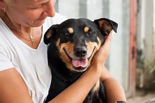 Molly - skrzywdzona sunia szuka kochającego domku,