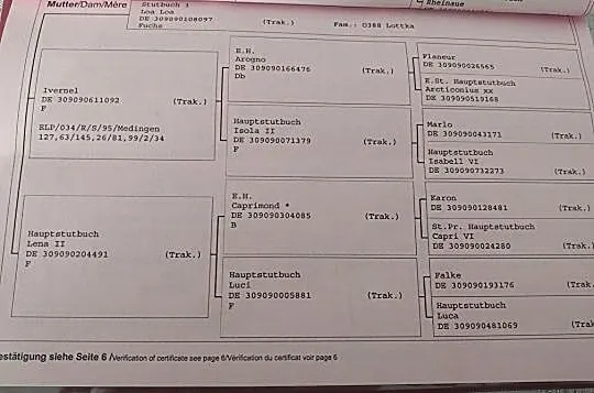 Klacz trakeńska po Rheinklang/Gribaldi, , 