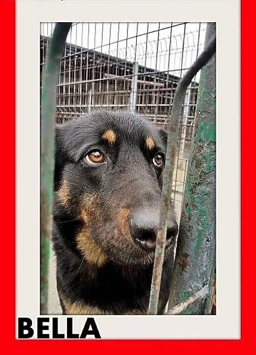 BELLA,duża,przyjazna,łagodna,spokojna suka.ADOPCJA