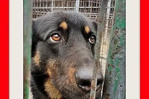 BELLA,duża,przyjazna,łagodna,spokojna suka.ADOPCJA