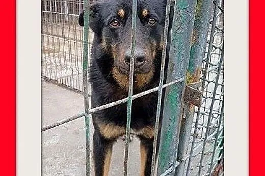 BELLA,duża,przyjazna,łagodna,spokojna suka.ADOPCJA