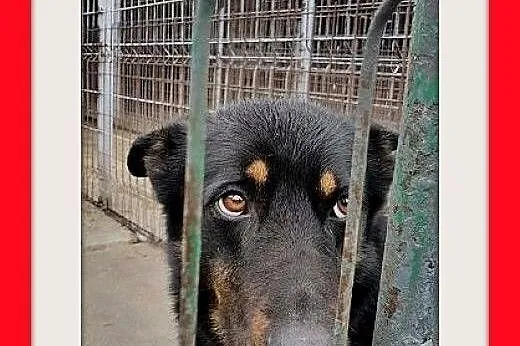BELLA,duża,przyjazna,łagodna,spokojna suka.ADOPCJA