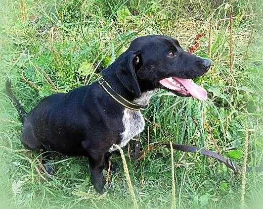 Maksiu mix jamnika 7-8 miesiecy,adopcja!!, święto