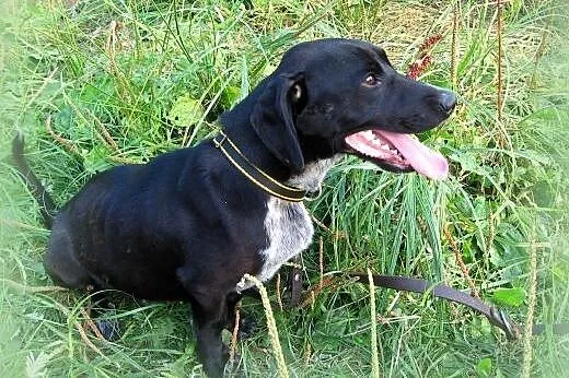 Maksiu mix jamnika 7-8 miesiecy,adopcja!!,  święto