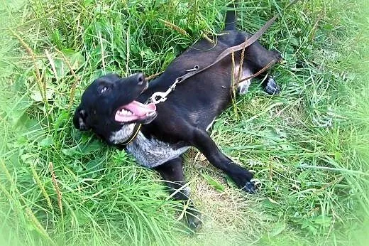 Maksiu mix jamnika 7-8 miesiecy,adopcja!!,  święto