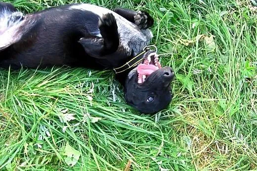 Maksiu mix jamnika 7-8 miesiecy,adopcja!!,  święto
