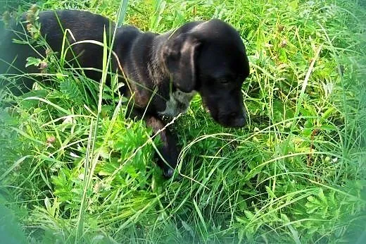 Maksiu mix jamnika 7-8 miesiecy,adopcja!!,  święto