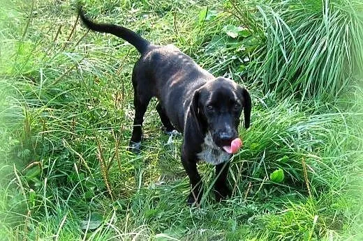 Maksiu mix jamnika 7-8 miesiecy,adopcja!!,  święto