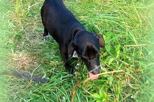 Maksiu mix jamnika 7-8 miesiecy,adopcja!!,  święto