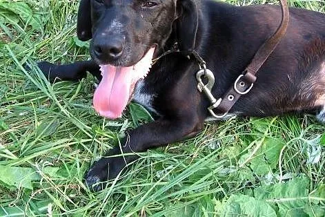 Maksiu mix jamnika 7-8 miesiecy,adopcja!!,  święto