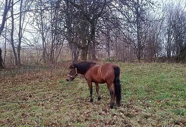 Sprzedam piękną hucułkę