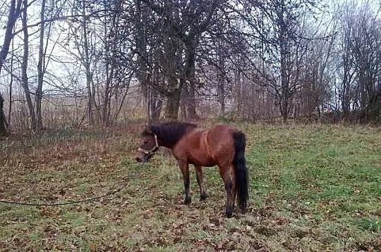 Sprzedam piękną hucułkę