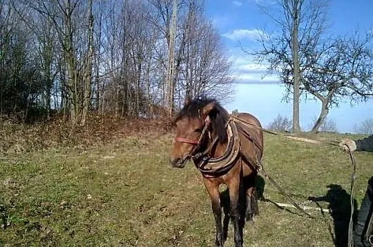 Sprzedam piękną hucułkę