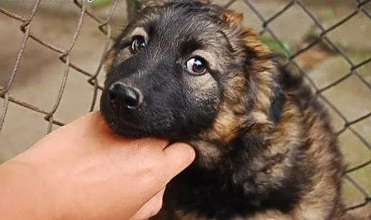 Śliczne 5 miesieczne szczeniaki do pilnej adopcji,