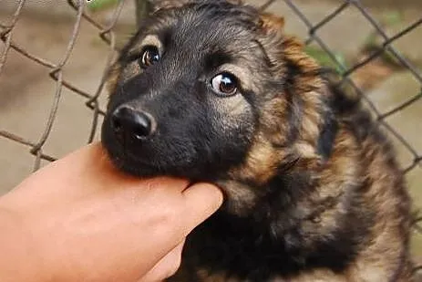 Śliczne 5 miesieczne szczeniaki do pilnej adopcji,