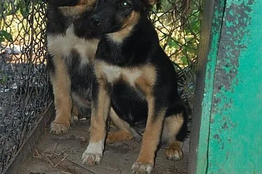 Śliczne 5 miesieczne szczeniaki do pilnej adopcji,