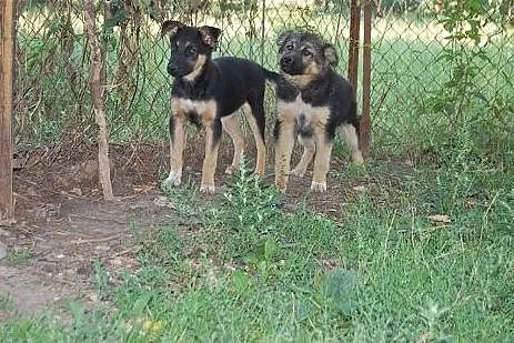 Śliczne 5 miesieczne szczeniaki do pilnej adopcji,