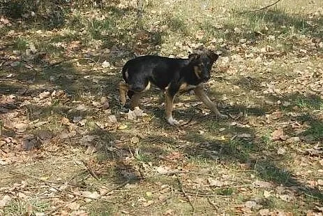 Śliczne 5 miesieczne szczeniaki do pilnej adopcji,