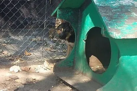 Śliczne 5 miesieczne szczeniaki do pilnej adopcji,