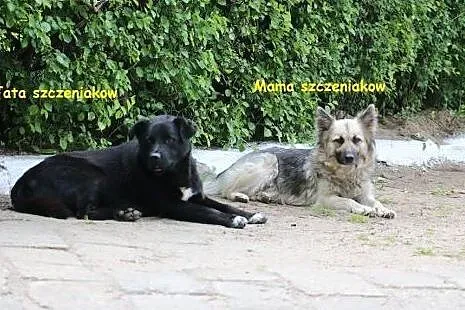 Śliczne 5 miesieczne szczeniaki do pilnej adopcji,