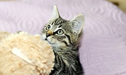 Puszkin- kociak, który skradnie Twoje serce! Adopt
