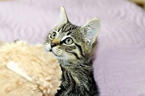 Puszkin- kociak, który skradnie Twoje serce! Adopt