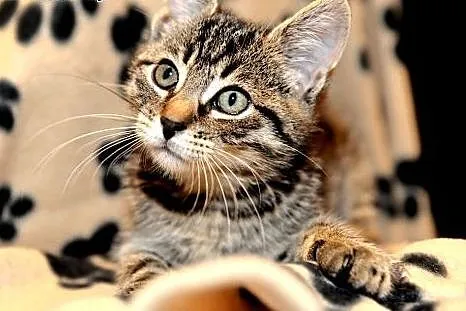 Puszkin- kociak, który skradnie Twoje serce! Adopt