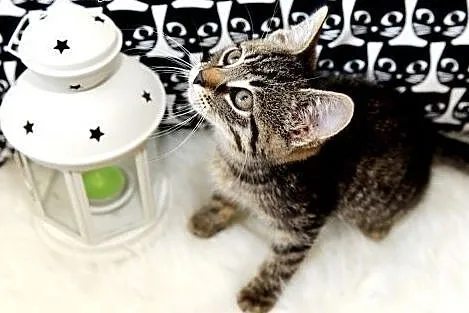 Puszkin- kociak, który skradnie Twoje serce! Adopt