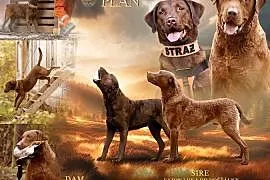 Cheasepake bay retriever