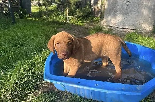 Cheasepake bay retriever, Mazowieckie, Nowy Dwór Mazowiecki