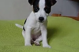 Suczka Jack Russell Terrier,  mazowieckie Warszawa, Warszawa