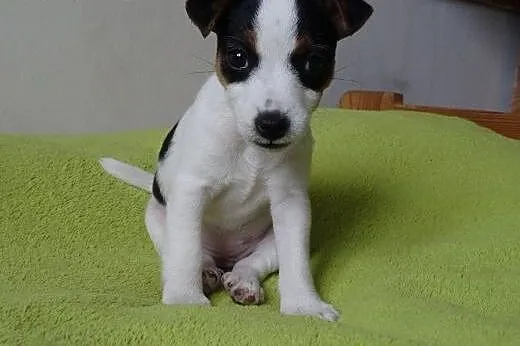 Suczka Jack Russell Terrier,  mazowieckie Warszawa