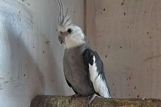 Sprzedam papugi, Wielkopolskie, Marcinów