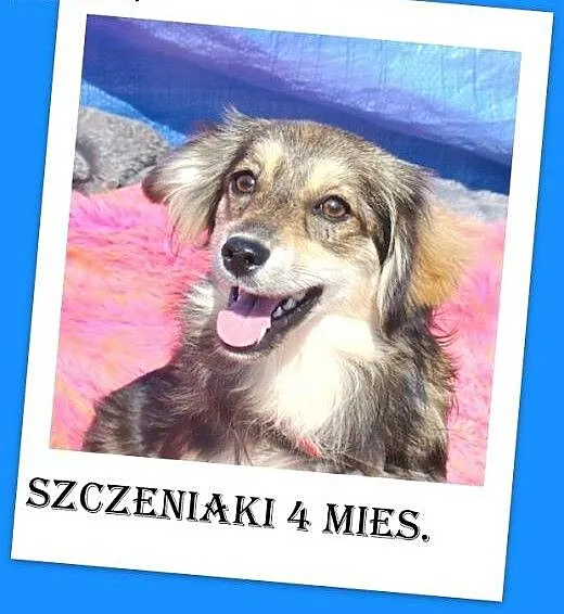 Szczeniaki 4 mies.suczki małe,delikatne,łagodne.AD