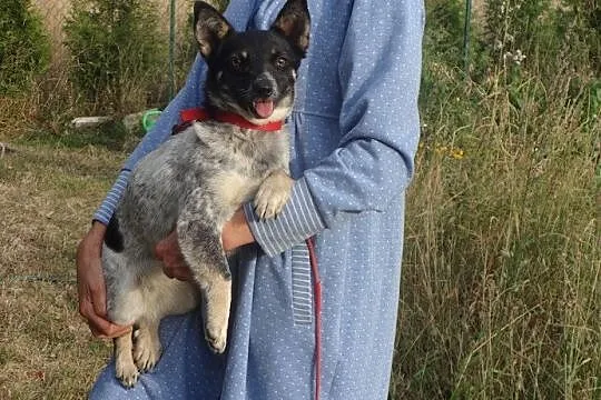 Pleksi maleńka łaciata sunia szuka domu
