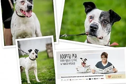 Bratek - radosny, karny i przyjacielski psiak do adopcji!,  świętokrzyskie Kielce