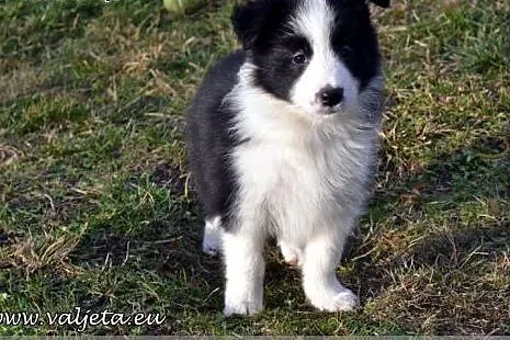 Border Collie, szczenieta ZKwP / FCI,  dolnośląskie Syców