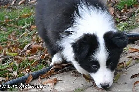 Border Collie, szczenieta ZKwP / FCI,  dolnośląski