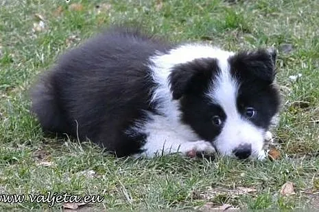 Border Collie, szczenieta ZKwP / FCI,  dolnośląski
