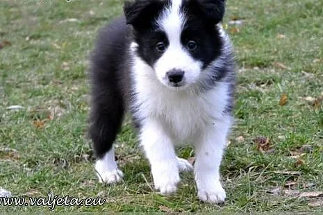 Border Collie, szczenieta ZKwP / FCI,  dolnośląski