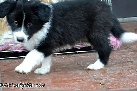 Border Collie, szczenieta ZKwP / FCI,  dolnośląski